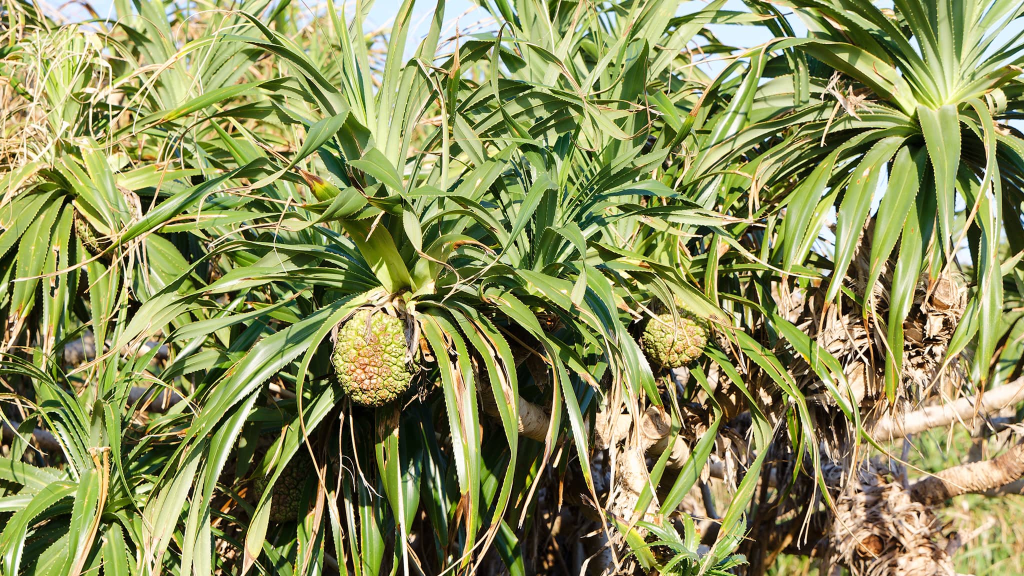 07 - Chishang (36).jpg